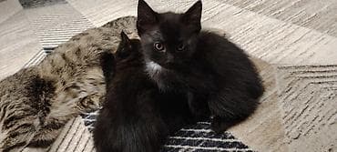 белый котенок: Котята домашние, черного окраса (двое), с маленьким белым галстуком у — 4