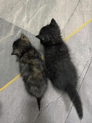 тайские сиамские кошки: Отдам котят 1-1,5 месяца в добрые руки. Смесь с шотландцем — 4