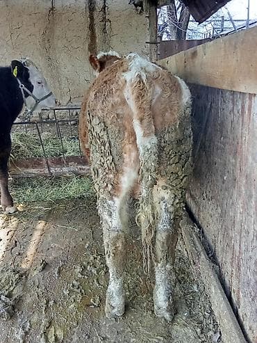 Зоотовары: Продаю | Бык (самец) | Симментальская, Монбельярд | На откорм, Для разведения — 8