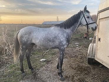 Продаю | Конь (самец) | Полукровка | Конный спорт