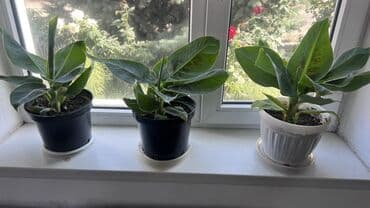 семена многолетних цветов бишкек: Банановое растение (банановая пальма )шикарно растет в открытом грунте — 6