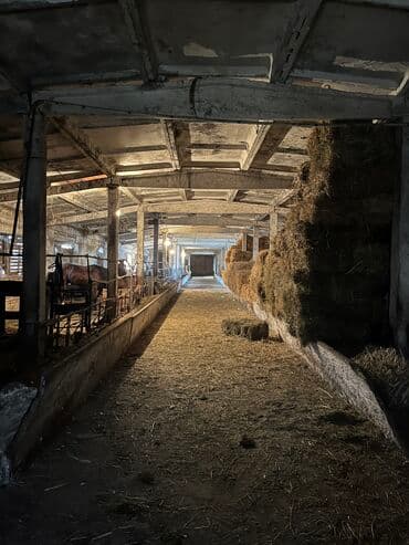 прадайу дом кара балта: Продается ферма (сарай) в г.Кара-Балта, село Ак-Башат. 3х комнатная — 3