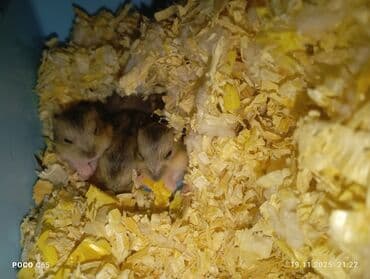 где можно купить хорька: Продаются маленькие пушистые джунгарики Хомячки ручные мальчики и — 4