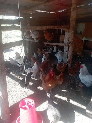 кошки домашние: Продаю | Куры | Домашняя | Для разведения — 3