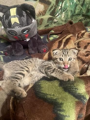 cat sofa: Скотиш Фолд (Шотландская вислоухая), 3 месяца, Мальчик, Приучена к лотку — 2