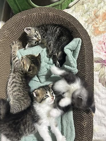 страйт: Котята домашние, окрас разный: - Два тигровых (серо-коричневые табби с — 1