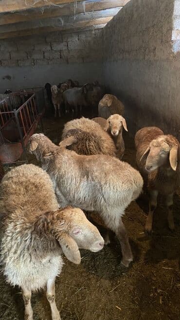 Зоотовары: Продаю | Баран (самец) | Для разведения | Ярка — 1