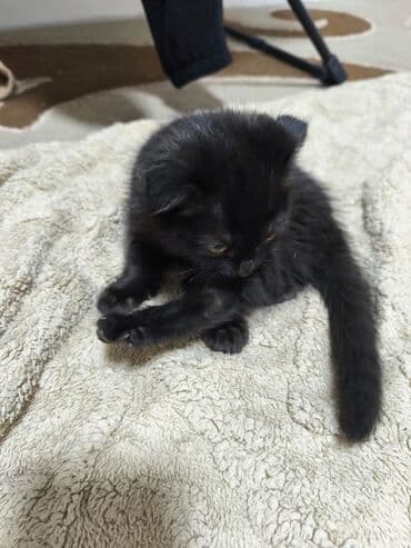 коты купить: Котята, домашние. На фото два малыша: - Белый котёнок с мягкой — 9