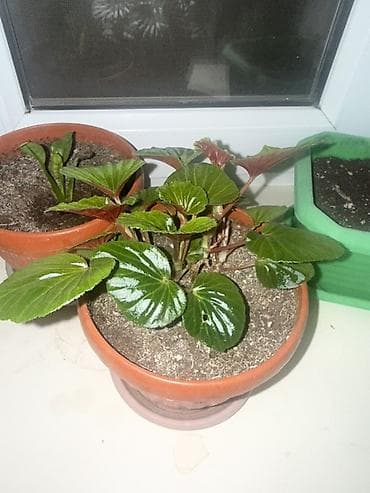 Каланхоэ: Комнатные растения в горшках - Каланхоэ (несколько экземпляров) — 8