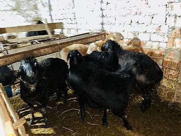 Продаю | Баран (самец) | Арашан | Для разведения | Племенные