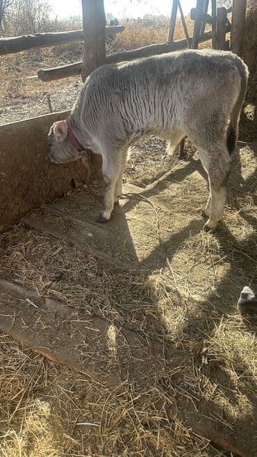 возьму даром собаку: Продаю | Музоо, торпок | Для разведения | Привязанные — 4