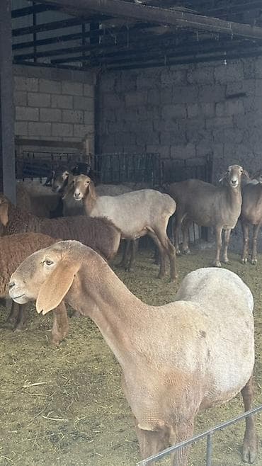 сколько стоит сибирская кошка котенок: Продаю | Овца (самка) | Арашан | Для разведения | Матка — 5