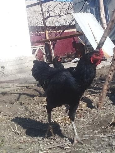 цыплята голошейки: Продаю | Петух | Для разведения — 1