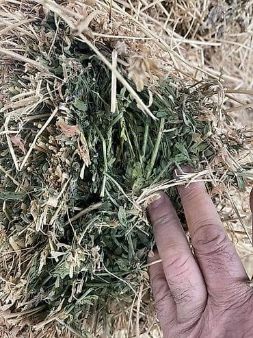 продаётся овес: Люцерна (кормовая трава) — скошенная и высушенная для заготовки — 8