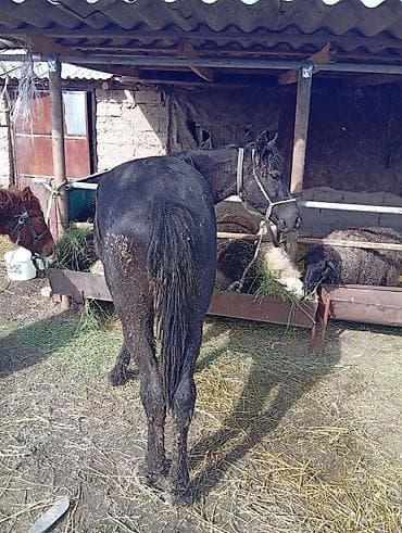 Продаю | Жеребец | На забой