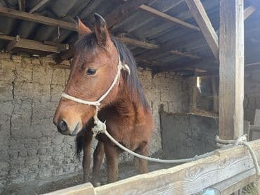 фелуцен для коров цена бишкек: Продаю | Кобыла (самка) | На забой — 1