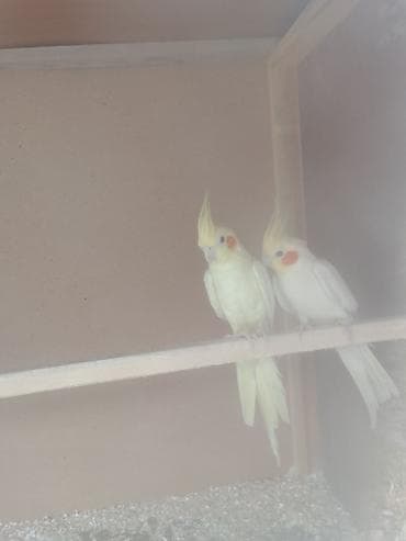 сколько стоят перепёлки: Нимфы (кореллы) светлых окрасов - Пара декоративных попугаев корелла — 1