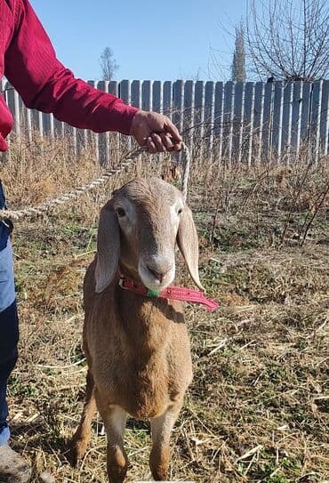 собака бульдок: Продаю | Ягненок, Баран (самец) | Гиссарская, Арашан | Для разведения — 1