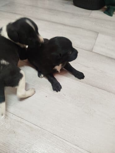 карманные собаки: Щенки, черно-белый и черный окрас - Возраст: малыши, только начинают — 3