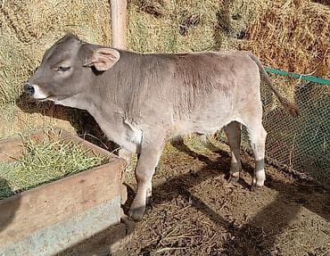 Товары и оборудование для с/х животных: Продаю | Бык (самец) | Швицкая | Для разведения | Искусственник — 5