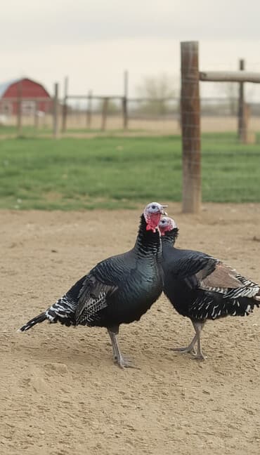 собака долматинец: Индюк. жирные. на забой. полукровка. в розницу и оптом. оптом уступка — 1