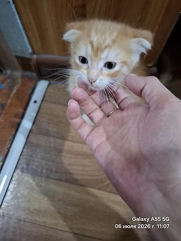 Мышыктар: Котята, отдам в добрые руки - Возраст на фото: примерно 2 месяца — 2