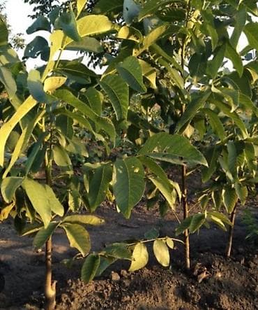Саженцы грецкого ореха (Juglans regia) - Тип: саженцы грецкого ореха