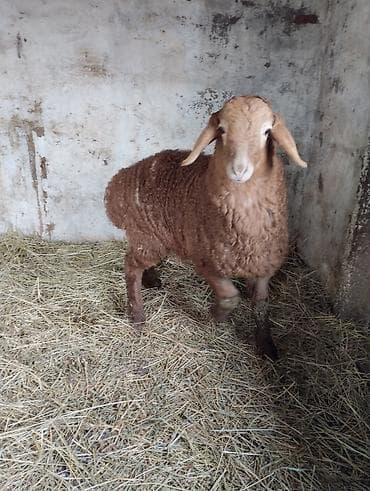 тай дай: Продаю | Овца (самка) | Для разведения | Племенные — 2