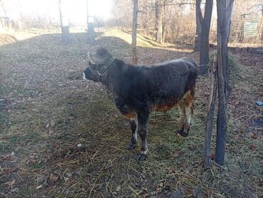 дойних коров: Продаю | Тёлка | Для разведения | Нетель — 2