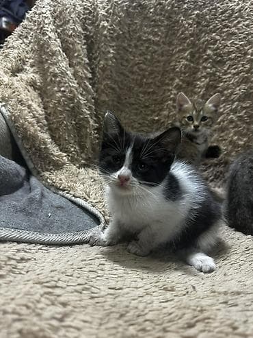 кошка табби: Котята-домоседы, помёт разного окраса: - дымчато-чёрные пушистики - — 7