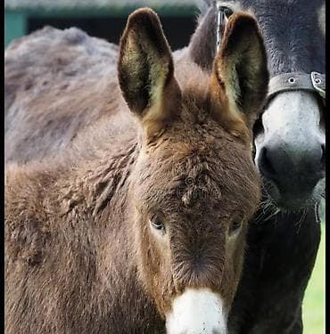 турбо ишак купить: Домашние ослы – пара: взрослое животное и жеребёнок. Описание: - — 2