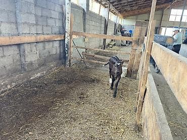 высокодойная корова: Продаю | Музоо, торпок | Голштин, Швицкая | Искусственник — 1