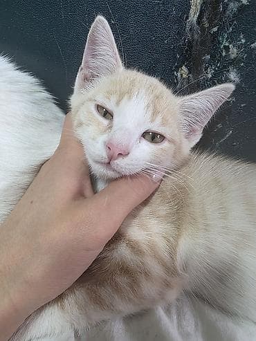 корм для кошек и котят: Котёнок кремово-рыжего окраса - Описание: ласковый. Главное чтовы вы — 2