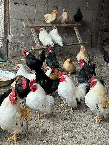 страус цена бишкек: Продаю кур петухов бентамки — 1