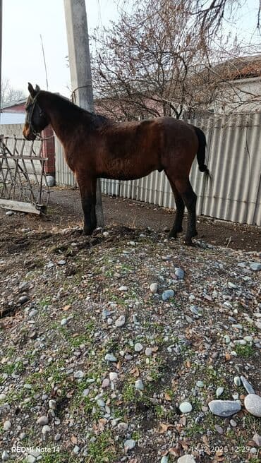 отдам собаку в хорошие руки бишкек: Продаю | Жеребец | Рабочий — 1