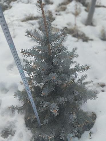 газон декоративный: - Ель голубая — 7