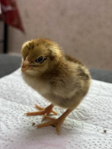 рыба для аквариума: Продаю | Цыплята | Домашняя | Для разведения — 10