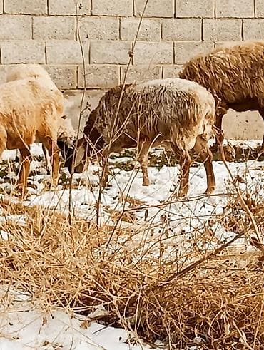 кошка скотиш: Продаю | Овца (самка) | Для разведения — 9