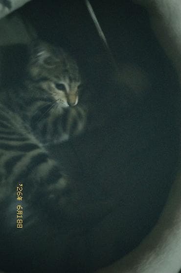 Кошка даром: Бенгальская, 3 месяца, Мальчик, Приучена к лотку — 3