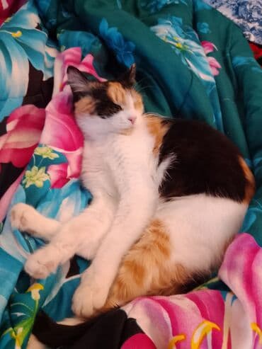 вентилятор для котла с автоматикой: Кошка — 1