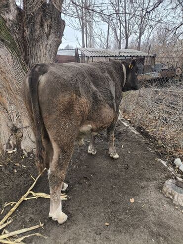 московская сторожевая собака: Продаю | Бык (самец) | На откорм | Племенные, Осеменитель — 2