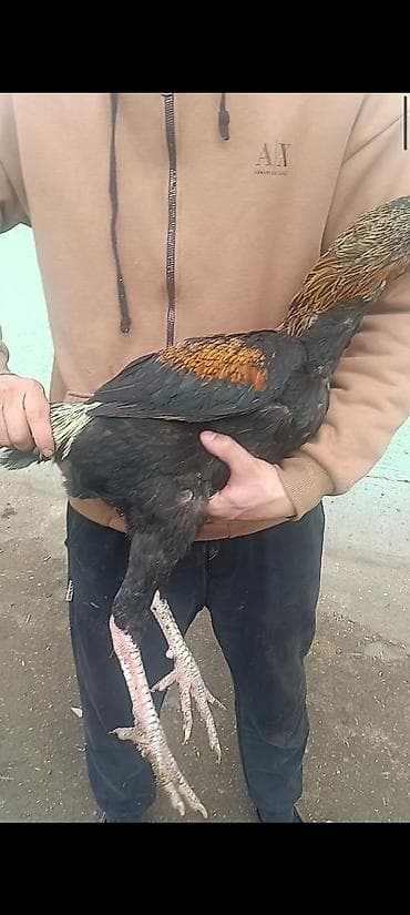 гусята суточные: Продаю | Куры | Бойцовая | Для разведения — 7