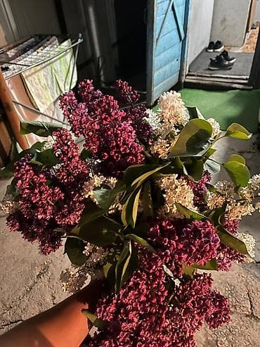 растения цветы: Сирень — 1