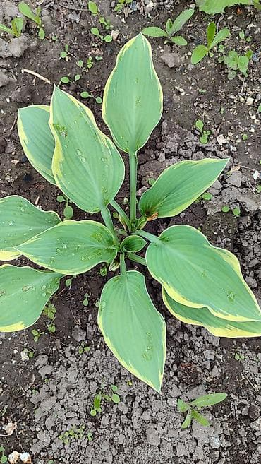 лист контейнер: Хосты декоративные, саженцы в контейнерах - Разнообразие расцветок — 4