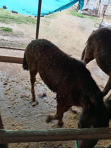 американский рысак: Продаю | Жеребенок | Для разведения — 9