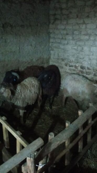 животные птицы: Продаю | Ягненок | На забой — 5