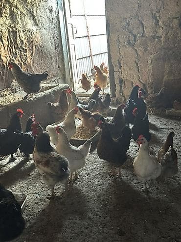 Эчкилер, текелер: Сатам | Тооктор | Үй | Жумуртка туудуруу үчүн — 4