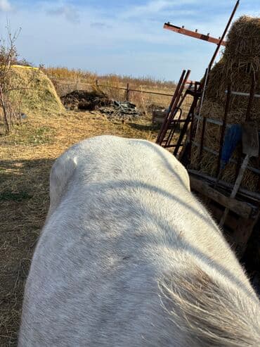 продажа пчёл: Сатам | Байтал | Ат спорту — 6