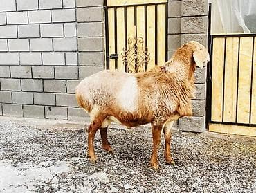 бельгийский овчарка цена: Продаю | Овца (самка), Ягненок, Баран (самец) | Гиссарская, Арашан | Для разведения | Племенные — 2