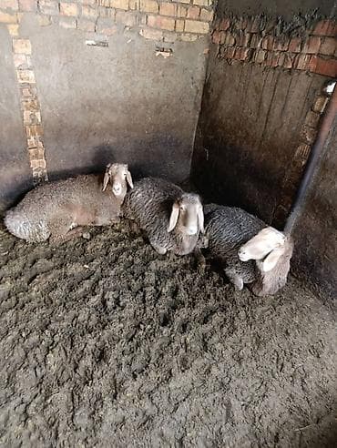 Продам с/х животных: Продаю | Овца (самка) | Для разведения | Матка — 1